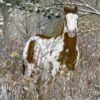 This is a western art pastel painting of a Paint horse in a winter scene by Barby Schacher.
