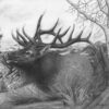 “Majestic Bull Elk” - Image 2