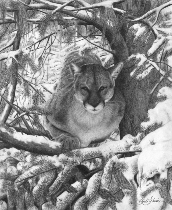 “Mountain Lion Hideout” - Image 2
