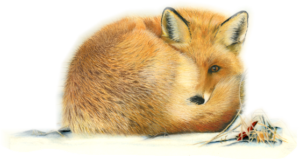 Commission Wildlife Art 003