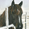 "Baby It's Cold Outside" Western Art Pastel Painting by Barby Schacher